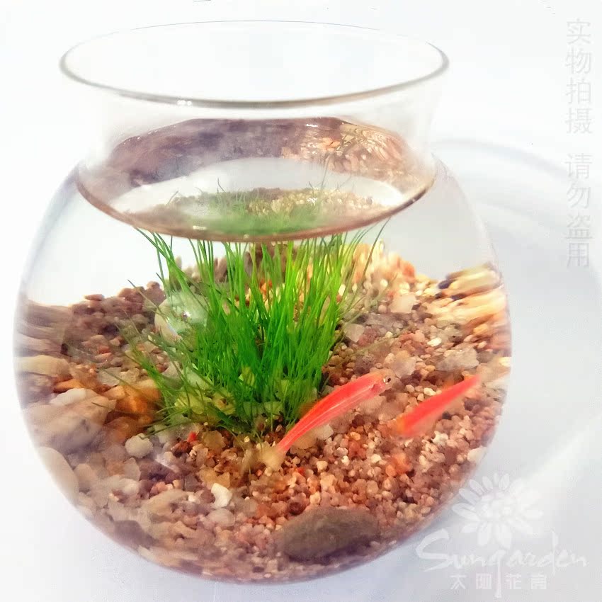鱼缸迷你水族箱水景缸养鱼养水草北京鲜花速递满99包邮四环内在类目 鲜花速递/花卉仿真/绿植园艺, 创意迷你植物中 - 来自Buy2taobao.com提供专业的淘宝代购服务