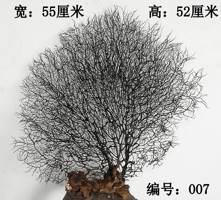natural Sea cycads Hai Liu Coral Tree a decoration Mediterranean Sea Home Furnishing decoration fish tank Aquarium Landscaping Decoration Sea treein the Home accessories , Creative Jewelry , Conch/Shell/Coral category - from Buy2taobao.com to provide professional Taobao agent buy service