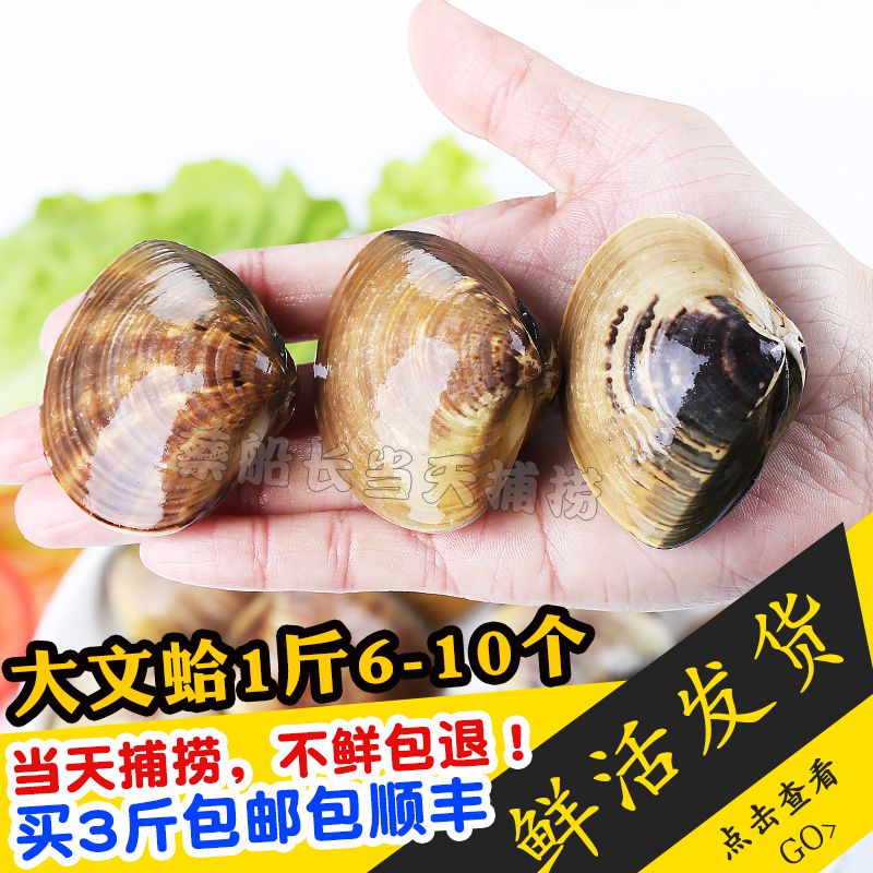 當天捕撈鮮活文蛤 海鮮水産鮮活黃蚬子肥美鮮活花蛤 3斤包郵順豐在類目 水產肉類/新鮮蔬果/熟食, 海鮮/水產品/製品, 貝類, 貝類製品中 - 來自Buy2taobao.com提供專業的淘寶代購服務