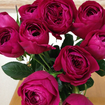 伊芙 酒窖 浓香品种 母亲节特价小中苗（修剪后发货不带花苞）