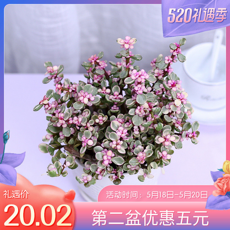 红掌粉掌一帆风顺金枝玉叶雅乐之舞室内绿植绿植盆景四季开花不断在类目 鲜花速递/花卉仿真/绿植园艺, 花卉/绿植盆栽(新), 绿植中 - 来自Buy2taobao.com提供专业的淘宝代购服务