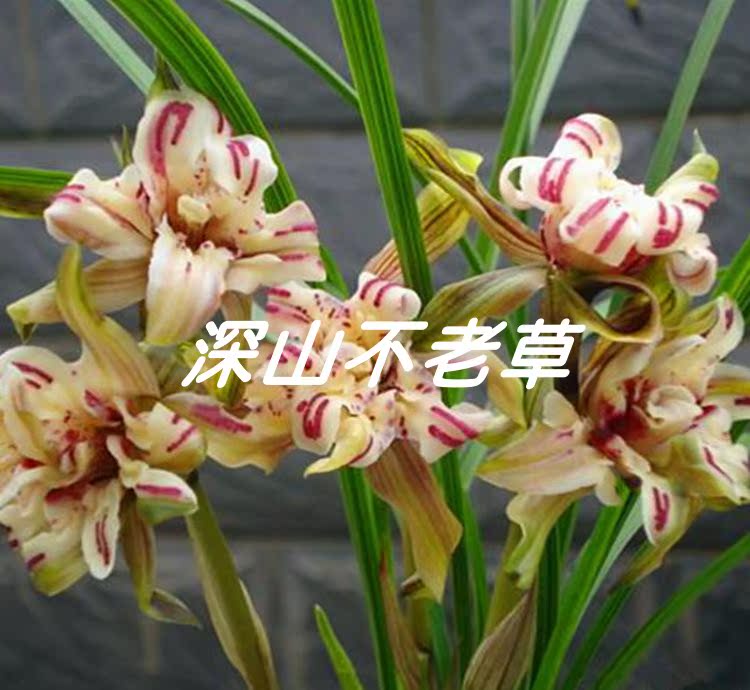 春兰天彭牡丹3苗在类目 鲜花速递/花卉仿真/绿植园艺, 花卉/绿植盆栽(新), 花卉中 - 来自Buy2taobao.com提供专业的淘宝代购服务