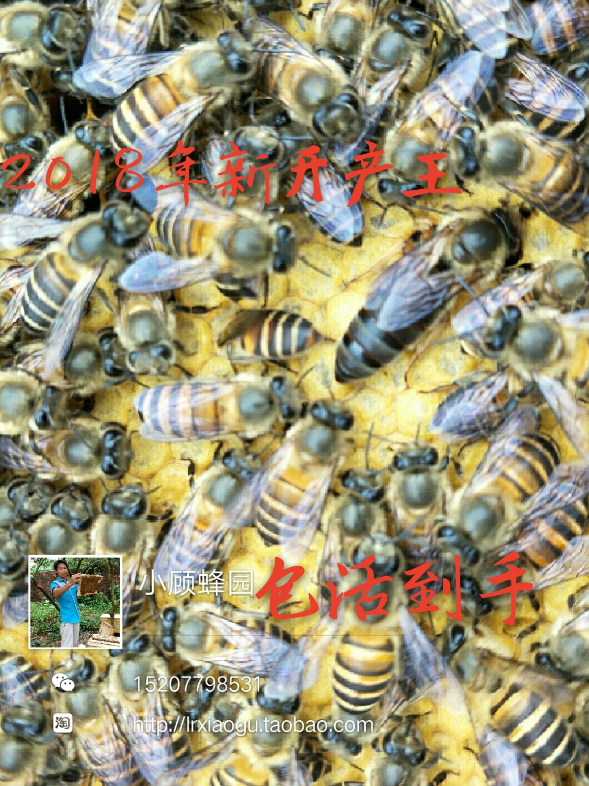 优质中蜂王种蜂王活体中蜂王新开产王杂交中蜂王2019新产卵王包邮在类目 畜牧/养殖物资, 畜牧/养殖设备, 畜牧/养殖器械中 - 来自Buy2taobao.com提供专业的淘宝代购服务