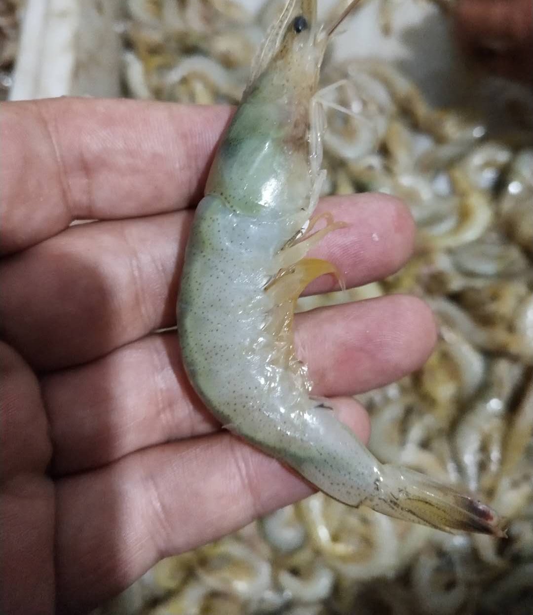 Marine wool shrimpin the Aquatic meat/Fresh fruits and vegetables/Cooked , Seafood/Aquatic/Product , Shrimp , Huoxia category - from Buy2taobao.com to provide professional Taobao agent buy service