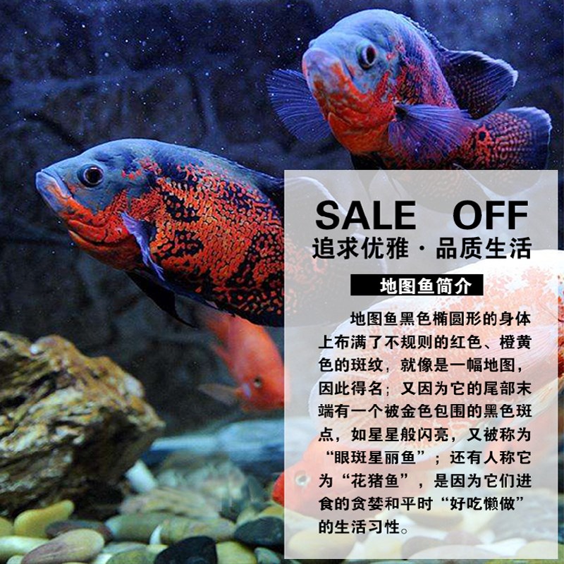 亚马逊血地图鱼活体热带观赏淡水鱼黑色白色好养耐活鱼苗风水新手|msdalam kategori haiwan peliharaan/makanan haiwan dan bekalan, Aquarium World, ikan - dari Buy2taobao.com untuk memberikan perkhidmatan ejen Taobao profesional membeli