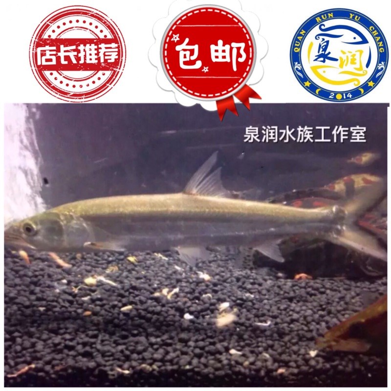 鳡鱼鱤鱼苗鱤鱼活体原生鱼凶猛鱼中国河虎全国发货包活|ruв категории животное/Животное питание и принадлежностей, аквариум мира, рыба - от Buy2taobao.com для оказания профессиональной услуги покупки агента Taobao
