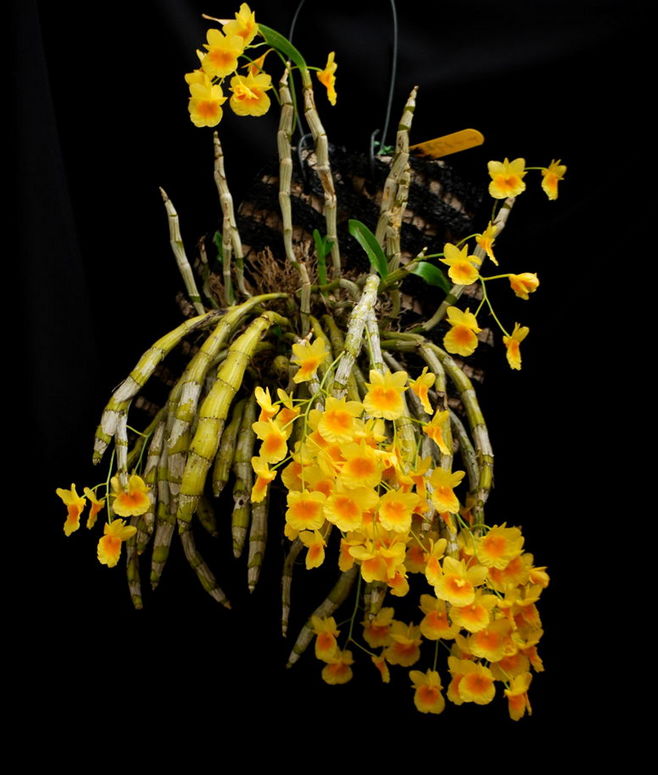 短棒石斛 黄花 石斛兰花 盆景 花卉 石斛兰 原种附生兰花|msdalam kategori penghantaran bunga/bunga simulasi/tumbuhan berkebun, bunga tiruan/tumbuh-tumbuhan hijau/Buah-buahan dan sayur-sayuran siap (baru), tumbuhan simulasi - dari Buy2taobao.com untuk memberikan perkhidmatan ejen Taobao profesional membeli