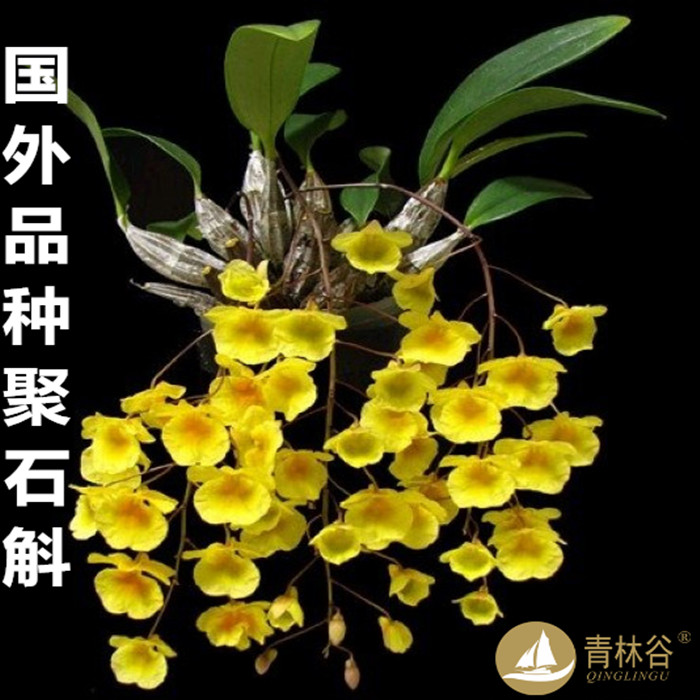 国外 黄花石斛 龟背 泰聚石斛兰花 板植 雨淋缸花卉盆景在类目 鲜花速递/花卉仿真/绿植园艺, 仿真花/绿植/蔬果成品(新), 仿真绿植中 - 来自Buy2taobao.com提供专业的淘宝代购服务