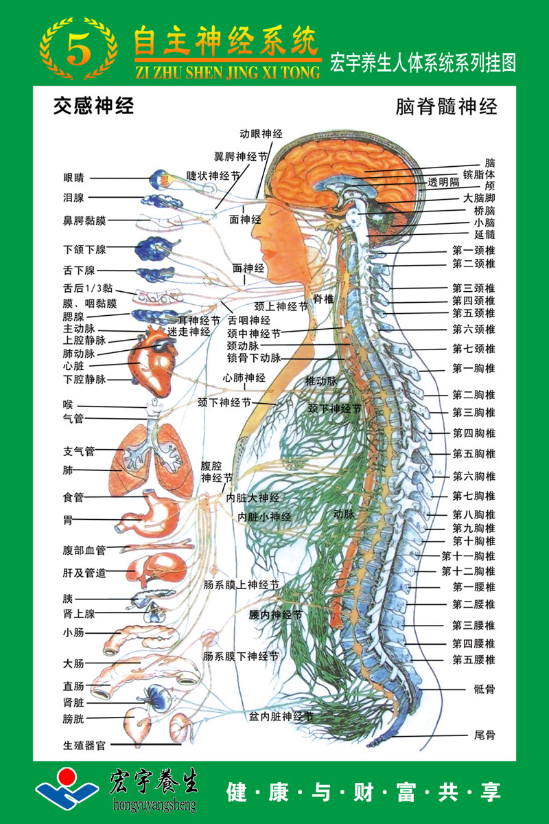 717 poster Printed Display Board Photo Printing Sticker 823 Autonomous nervous system Posterin the Home Daily , Writing board category - from Buy2taobao.com to provide professional Taobao agent buy service