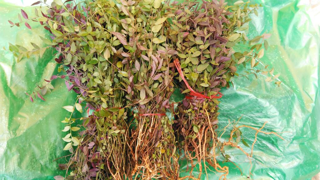 Funiu Mountain Mountains wild Gold seeds Chinese herbal medicines wild Herbs Gan Pin Le Ma Huiin the Agri rice/Dried foods/Condiment , Dried foods/Meat Dry , Dry/Native , Other category - from Buy2taobao.com to provide professional Taobao agent buy service