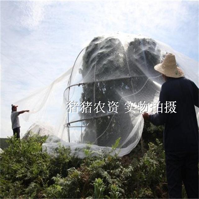 專業定做楊梅防蟲網罩果苗蚊帳式防蟲網桔樹苗防蟲罩廠家直銷在類目 農機/農具/農膜, 農膜/篷布/遮網/大棚, 農用防蟲網中 - 來自Buy2taobao.com提供專業的淘寶代購服務