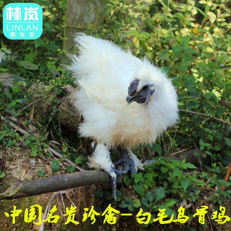 散養烏雞江山烏骨雞月子雞現殺烏雞包郵放養土雞孕婦補品新鮮宰殺在類目 水產肉類/新鮮蔬果/熟食, 生肉/肉製品, 雞肉類, 整雞中 - 來自Buy2taobao.com提供專業的淘寶代購服務