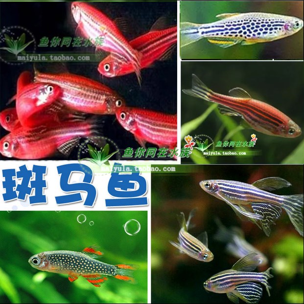 熱帶魚觀賞魚 藍斑馬魚紅斑馬飼料紅黃金絲魚寵物活體促銷ks在類目 寵物/寵物食品及用品, 水族世界, 魚中 - 來自Buy2taobao.com提供專業的淘寶代購服務