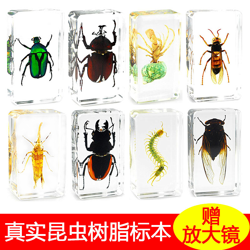 Primary and secondary school students Polular Science teaching science experiment specimen kindergarten Flora and fauna Ocean insect resin True specimenin the Toy/Childs/Puzzle/Building block/Model , Learning/Experiment/Painting stationery , Scientific experiments category - from Buy2taobao.com to provide professional Taobao agent buy service