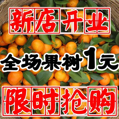 现挖嫁接砂糖桔子苗盆栽地栽庭院橘子果树苗木南北方种植当年结果
