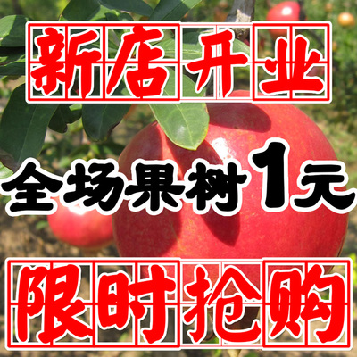 庭院种植南方北方种植盆栽地栽果树苗大仔大红袍石榴树苗当年结果