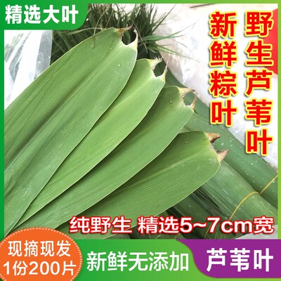 新鲜野生粽叶芦苇叶子粽子叶端午节包粽子的叶子现摘大200片免邮