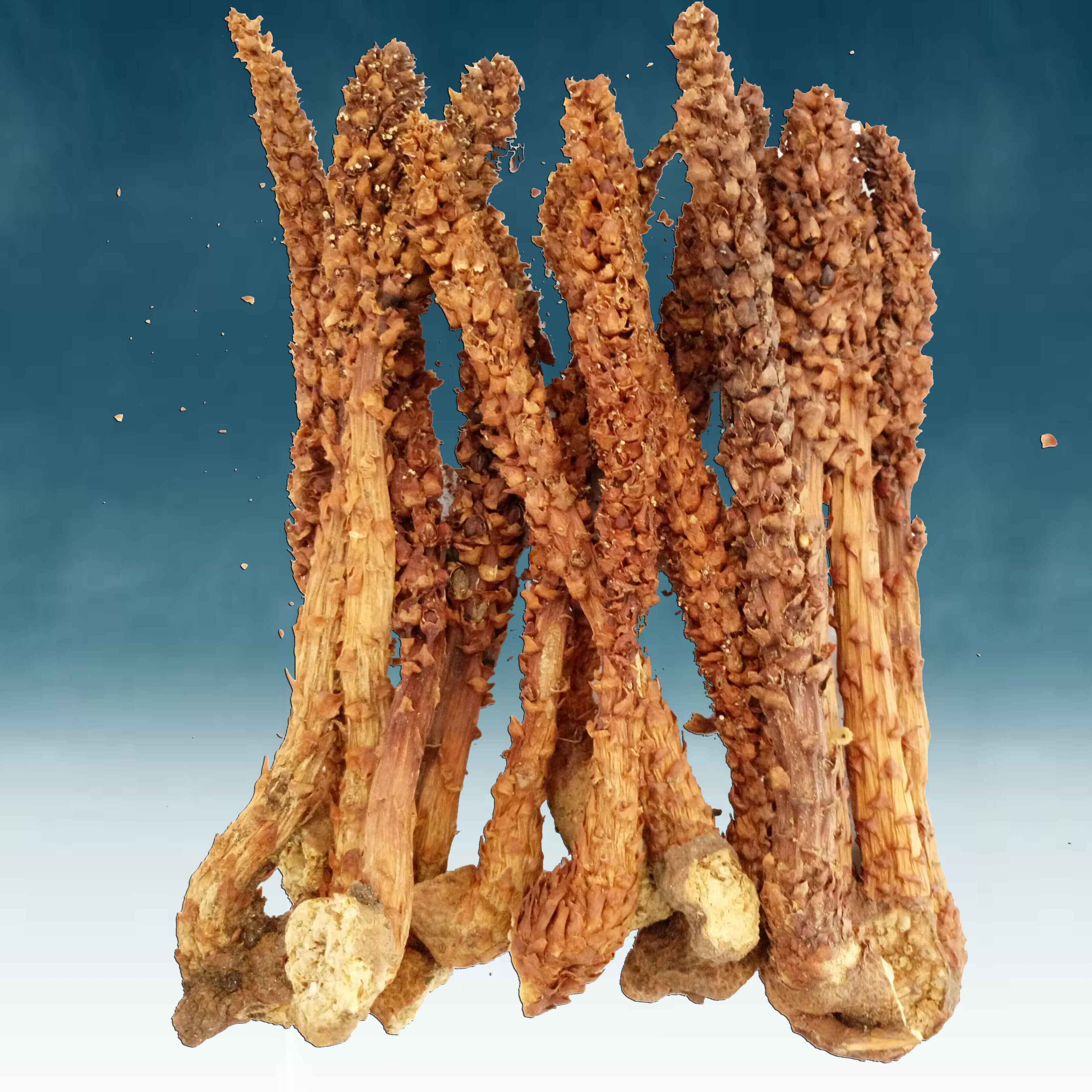 Changbai specialty Bu Laocao Boschniakia Paojiu material Paojiu The original ecology 3 yuan Special Offerin the Traditional nourishing food , Other traditional tonic , Bu Laocao category - from Buy2taobao.com to provide professional Taobao agent buy service