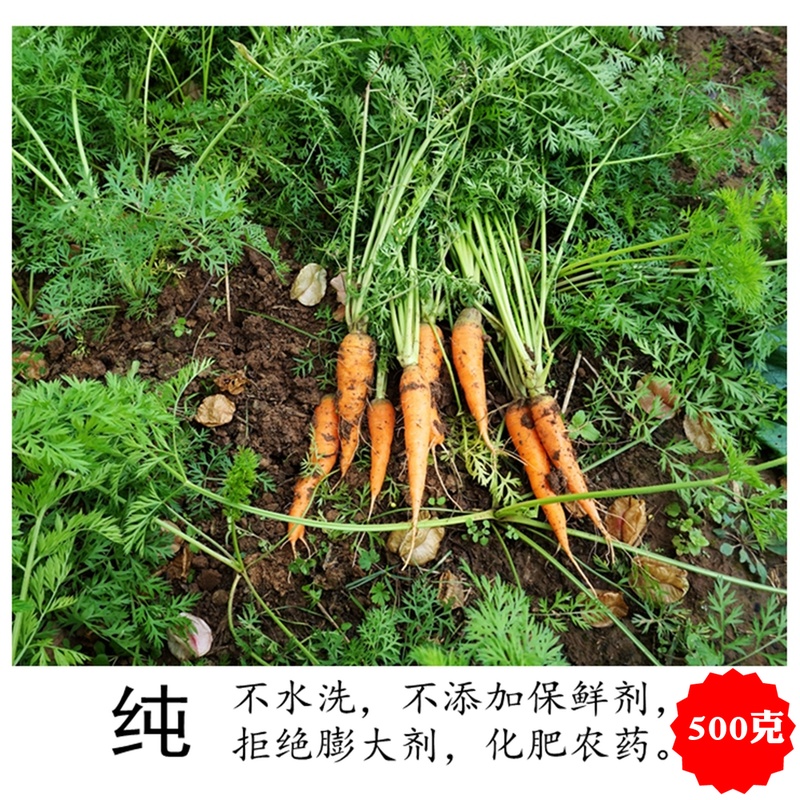 精品胡萝卜500g新鲜时令蔬菜切叶迷你水果胡萝卜榨汁沙拉宝宝辅食在类目 水产肉类/新鲜蔬果/熟食, 新鲜蔬菜/蔬菜制品, 新鲜蔬菜, 其它中 - 来自Buy2taobao.com提供专业的淘宝代购服务
