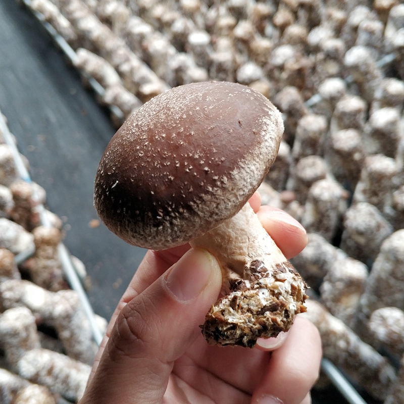 香菇新鲜蔬菜 现摘现发鲜香菇 新鲜蔬菜香菇煲汤伴侣250g/份|ruв категории зерно риса/север и Юг сухих грузов/приправы, север и Юг сухих грузов/мясо сухих грузов, сухогрузный/родной, грибов - от Buy2taobao.com для оказания профессиональной услуги покупки агента Taobao
