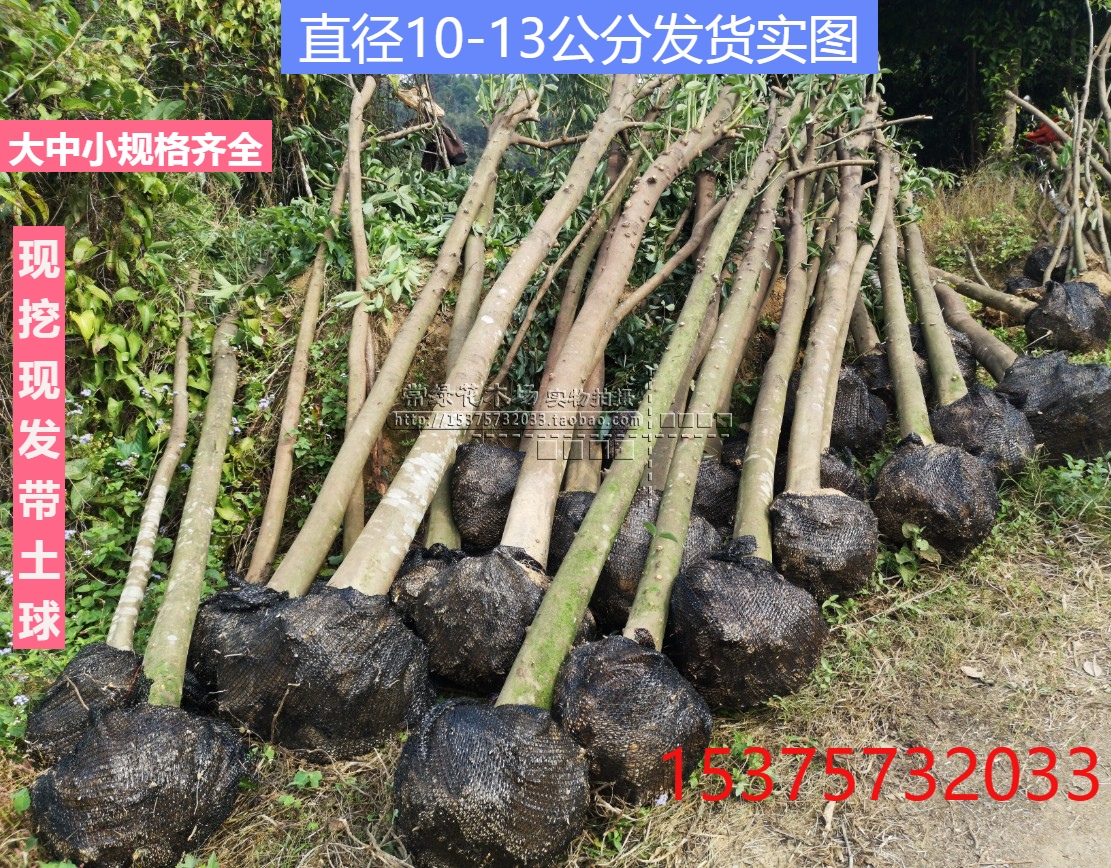天竺桂小苗 树苗 行道乔木绿化树 增值遮阳树苗 速生2-15年包邮|msdalam kategori penghantaran bunga/bunga simulasi/tumbuhan berkebun, 花园植物/行道树/果树, 果树 - dari Buy2taobao.com untuk memberikan perkhidmatan ejen Taobao profesional membeli
