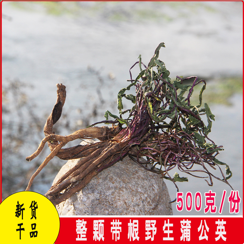 新貨整顆帶根野生蒲公英幹貨新鮮蒲公英花草茶婆婆丁全株黃花地丁在類目 傳統滋補營養品, 藥食同源食品, 其他藥食同源食品中 - 來自Buy2taobao.com提供專業的淘寶代購服務