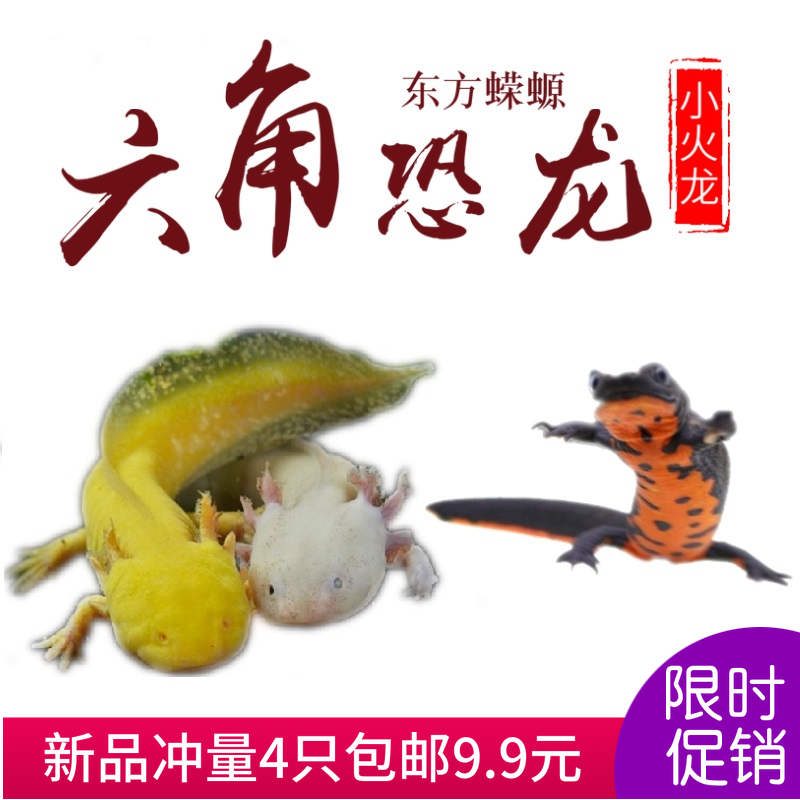 Eastern newt Fiery dragon living thing Six corners polypterus clean tool small-scale Ornamental fish Cold water Scavengerin the Pet/Pet food and supplies , Aqua World , Fish category - from Buy2taobao.com to provide professional Taobao agent buy service