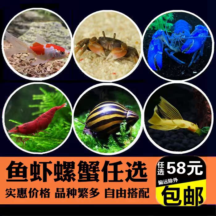 Light Division Fish Goldfish Traffic lights Special-shaped Rat Fish zebra Algae Fish grass freshwater living thing small-scale Tropical Ornamental fishin the Pet/Pet food and supplies , Aqua World , Fish category - from Buy2taobao.com to provide professional Taobao agent buy service