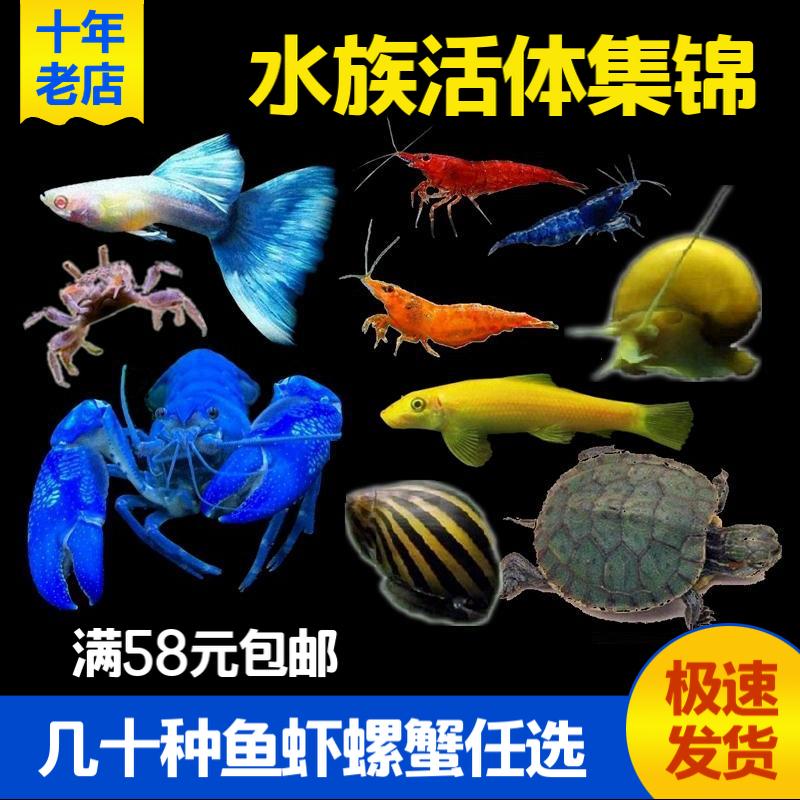 灯科鱼红绿灯斑马鱼水族淡水宠物活体小型热带观赏鱼除藻鱼虾螺蟹在类目 宠物/宠物食品及用品, 水族世界, 鱼中 - 来自Buy2taobao.com提供专业的淘宝代购服务