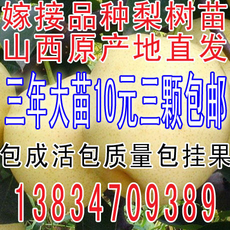 庭院果树苗梨树苗玉露香梨盆栽梨树嫁接梨树早熟红香酥梨当年结果在类目 鲜花速递/花卉仿真/绿植园艺, 花园植物/行道树/果树, 果树中 - 来自Buy2taobao.com提供专业的淘宝代购服务