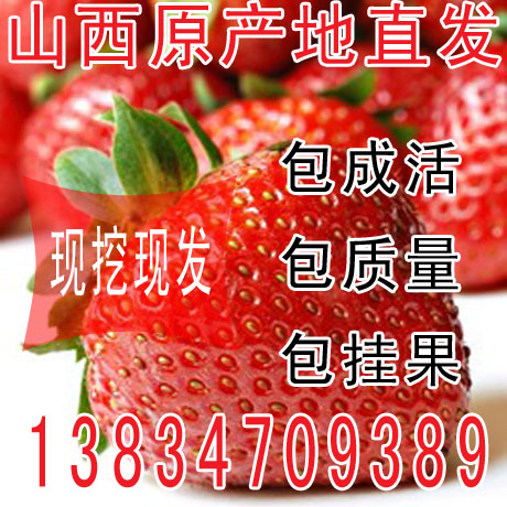 草莓苗 四季結果盆栽 水果苗 當年結果 果樹 奶油 紅顏 甜查理在類目 鮮花速遞/花卉仿真/綠植園藝, 花園植物/行道樹/果樹, 果樹中 - 來自Buy2taobao.com提供專業的淘寶代購服務