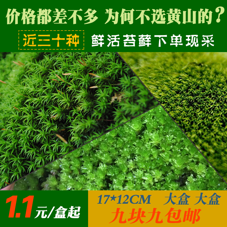 moss and lichen Micro Landscape Botany Fresh Moss bonsai Tortoise Rainforest Water and land Rockery Landscaping Hair Buddhist moodin the Flower delivery/Flowers simulation/Plants gardening , Creative mini-plant category - from Buy2taobao.com to provide professional Taobao agent buy service