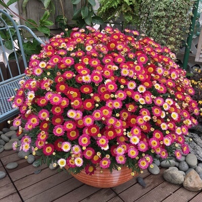 玛格丽特花苗盆栽糖果玛雏菊木茼菊阳台庭院花园爆盆植物满38包邮