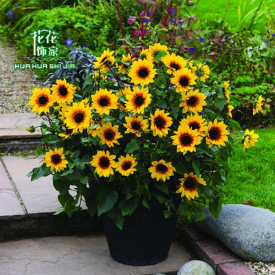 花花饰家超级向日葵光辉岁月棕眼睛女孩花园阳台花卉四季开花耐热