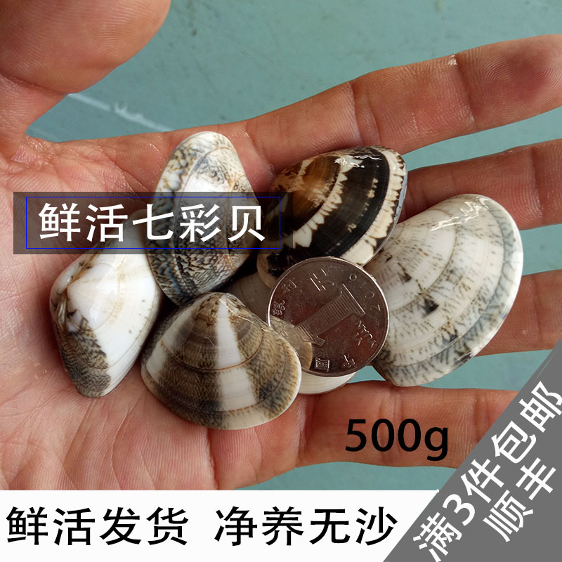 鲜活七彩贝无沙花蛤大蛤蜊活体发货包新鲜满3件顺丰包邮500g装在类目 水产肉类/新鲜蔬果/熟食, 海鲜/水产品/制品, 贝类, 贝类制品中 - 来自Buy2taobao.com提供专业的淘宝代购服务