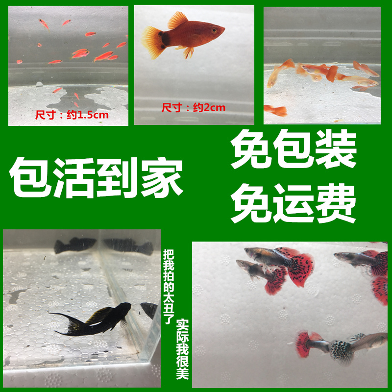 热带观赏鱼灯科鱼一眉道人红绿灯小型植物缸淡水红鼻工具鱼宠物鱼在类目 宠物/宠物食品及用品, 水族世界, 鱼中 - 来自Buy2taobao.com提供专业的淘宝代购服务