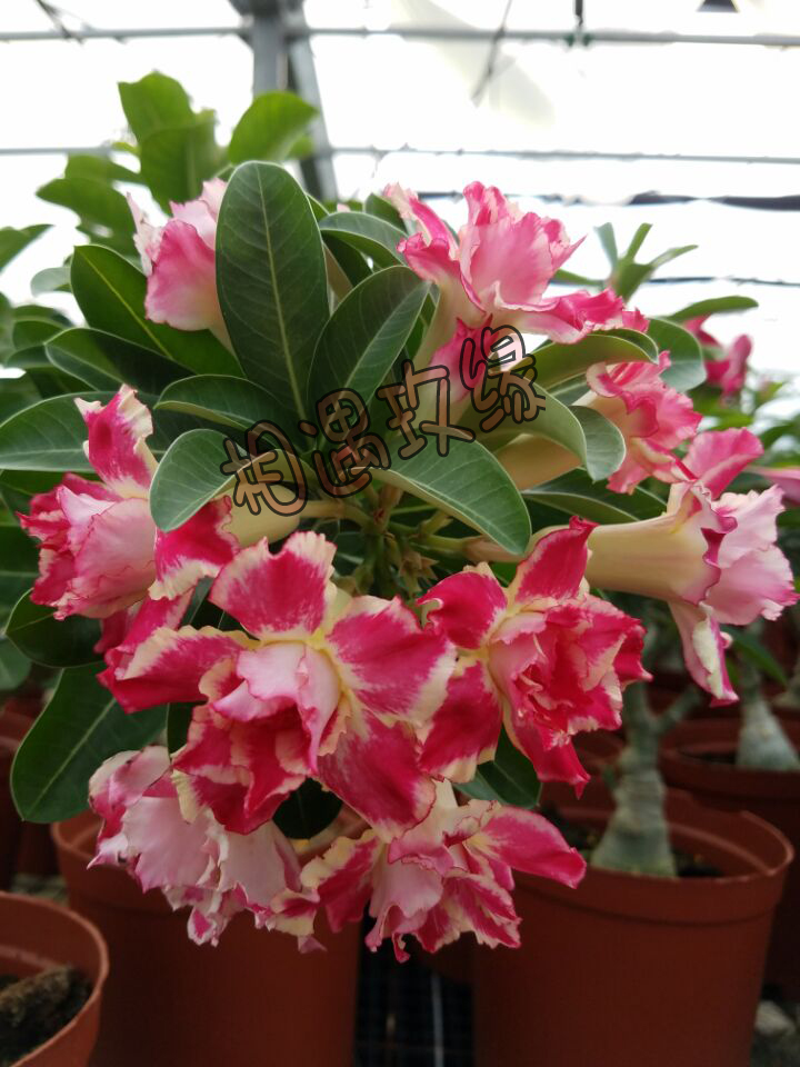 相遇玫缘 沙漠玫瑰 【爆米花】 赏花赏根 块根 多肉植物在类目 鲜花速递/花卉仿真/绿植园艺, 花卉/绿植盆栽(新), 多肉植物中 - 来自Buy2taobao.com提供专业的淘宝代购服务