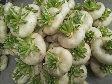 A 5 Jiangsu Wenzhou specialty Farm fresh Dish radish Dishin the Aquatic meat/Fresh fruits and vegetables/Cooked , Fresh vegetables/Vegetable products , Fresh vegetables , Other category - from Buy2taobao.com to provide professional Taobao agent buy service