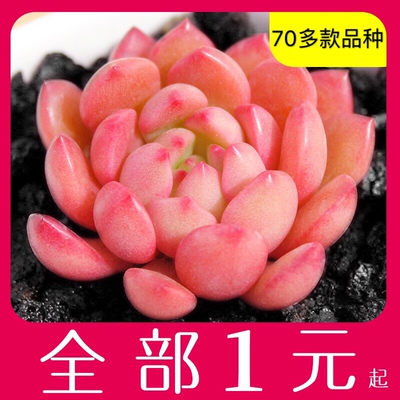 水培多肉植物组合盆栽办公室肉肉绿植新手多肉套餐