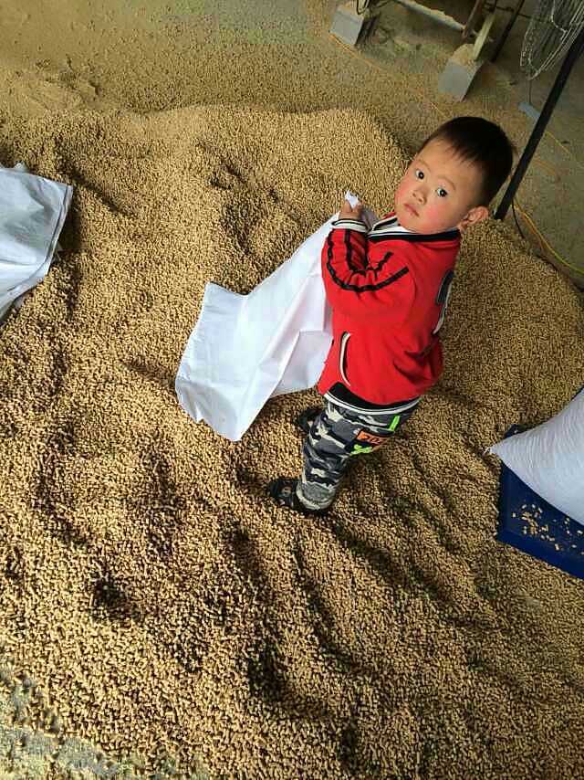 Bag pine Cat litter 20kg Strength Deodorization Clean Pinus sylvestris Pets Cat Litter Jiangsu 40 Jinin the Pet/Pet food and supplies , Cat/Dog grooming cleaning supplies , Litter category - from Buy2taobao.com to provide professional Taobao agent buy service