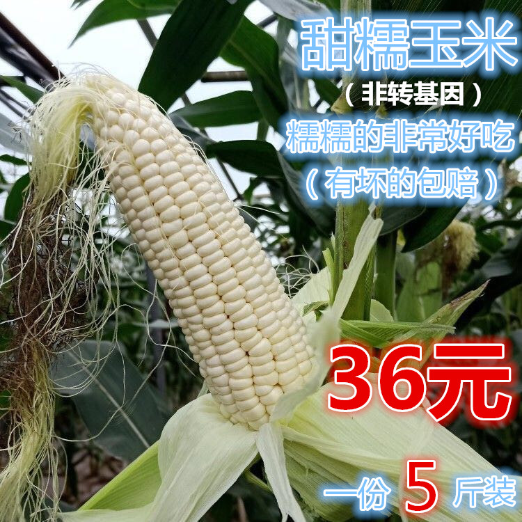 农家自种新鲜玉米白粘甜糯玉米棒黏糯玉米棒非转基因现摘5斤包邮在类目 粮油米面/南北干货/调味品, 米/面粉/杂粮, 玉米中 - 来自Buy2taobao.com提供专业的淘宝代购服务
