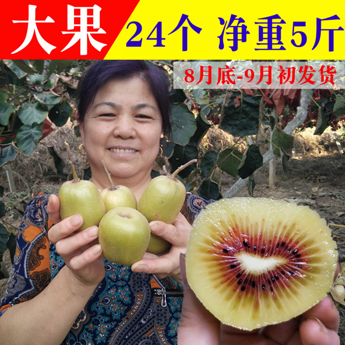 正宗蒼溪紅心猕猴桃四川特産新鮮水果奇異果現摘現發大果24個5斤在類目 水產肉類/新鮮蔬果/熟食, 新鮮水果, 奇異果/獼猴桃中 - 來自Buy2taobao.com提供專業的淘寶代購服務