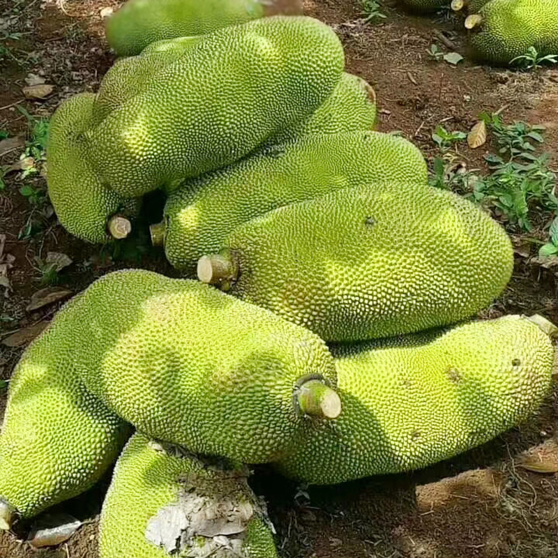愛海陽光海南新鮮菠蘿蜜新鮮樹上熟木菠蘿現摘三亞熱帶水果20斤在類目 水產肉類/新鮮蔬果/熟食, 新鮮水果, 其它中 - 來自Buy2taobao.com提供專業的淘寶代購服務