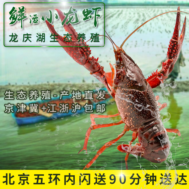 北京闪送鲜活小龙虾7-9钱江苏清水虾麻辣小龙虾新鲜13只左右/斤在类目 水产肉类/新鲜蔬果/熟食, 海鲜/水产品/制品, 虾类, 活虾中 - 来自Buy2taobao.com提供专业的淘宝代购服务
