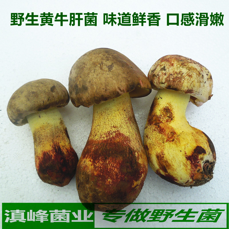 19 year Super fresh wild Mushroom Chanterelle Yunnan Native Mushroom bulk 500 gramin the Agri rice/Dried foods/Condiment , Dried foods/Meat Dry , Dry/Native , Mushroom category category - from Buy2taobao.com to provide professional Taobao agent buy service