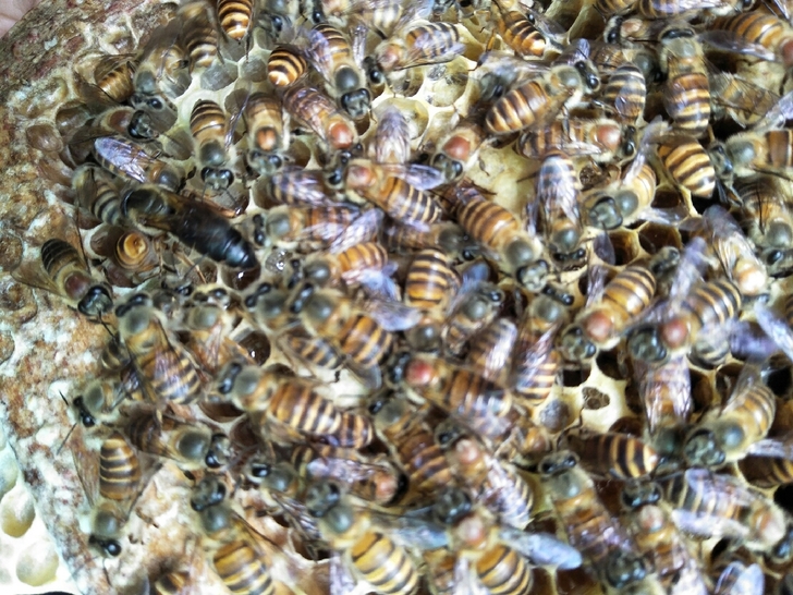 Virgin Queen of Chinese Bee The Queen on the Red Back Queen of ABA Queen of two colorsin the Pet/Pet food and supplies , Other pets , Other pets category - from Buy2taobao.com to provide professional Taobao agent buy service