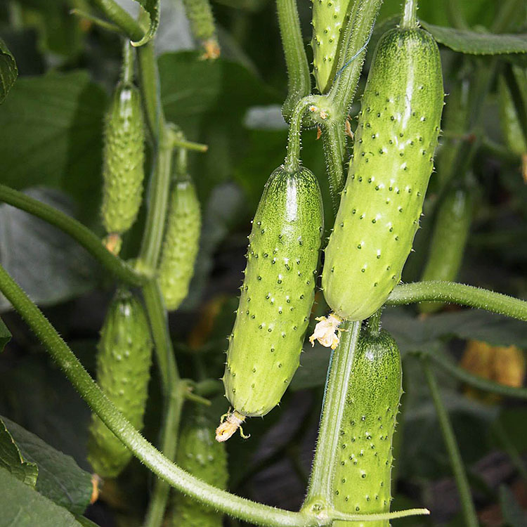 黄瓜种子水果黄瓜种籽高产春秋夏阳台盆栽大棚种植蔬菜种子四季播在类目 鲜花速递/花卉仿真/绿植园艺, 花卉/蔬果/草坪种子(新), 家庭园艺种子中 - 来自Buy2taobao.com提供专业的淘宝代购服务