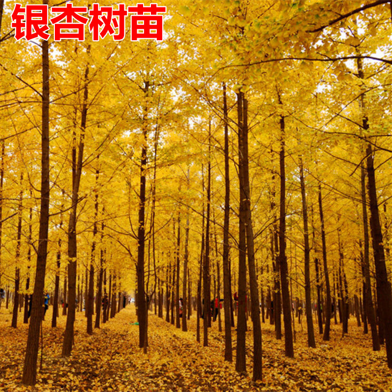 银杏树苗南方北方种植金叶银杏苗庭院盆栽行道树白果小苗绿化占地在类目 鲜花速递/花卉仿真/绿植园艺, 花园植物/行道树/果树, 行道树/乔木中 - 来自Buy2taobao.com提供专业的淘宝代购服务