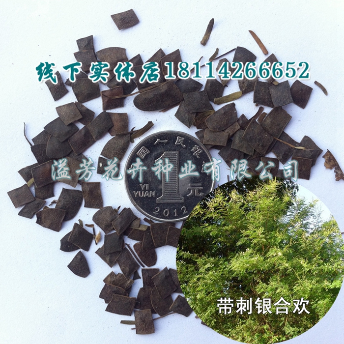 " seed supply Hedgerow seed Barbed Leucaena glauca seed Hedgerow seed Green fence seedin the Flower delivery/Flowers simulation/Plants gardening , Flowers/Fruits and vegetables/Lawn seed (New) , Home & Garden Seeds category - from Buy2taobao.com to provide professional Taobao agent buy service