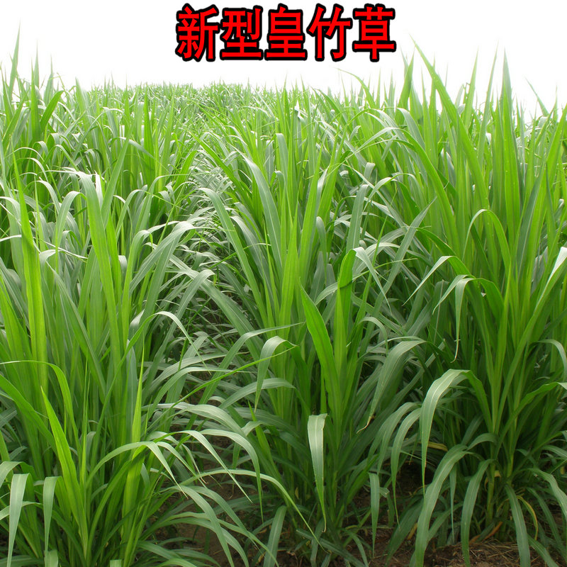 【新型皇竹草種子】種芽 種節 種莖 配資料 保證正宗 附實物照片在類目 鮮花速遞/花卉仿真/綠植園藝, 花卉/蔬果/草坪種子(新), 家庭園藝種子中 - 來自Buy2taobao.com提供專業的淘寶代購服務